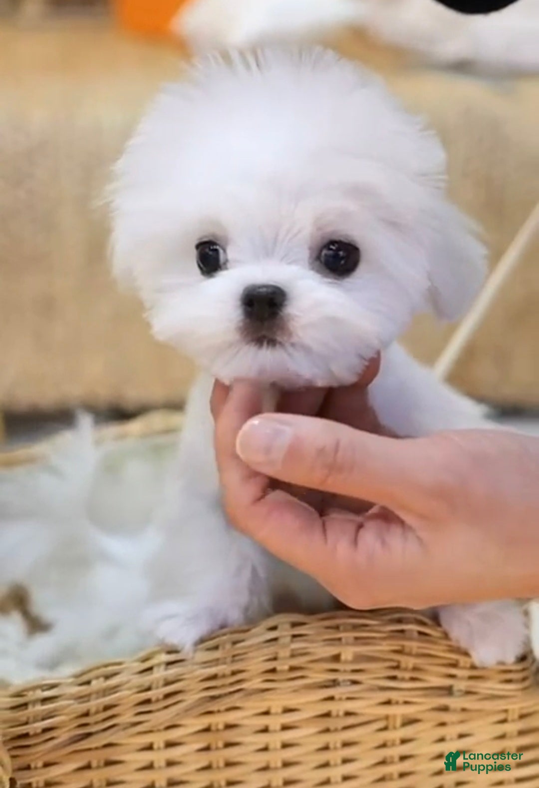 Maltese dogs for sale: Maltese felix - Ad 2