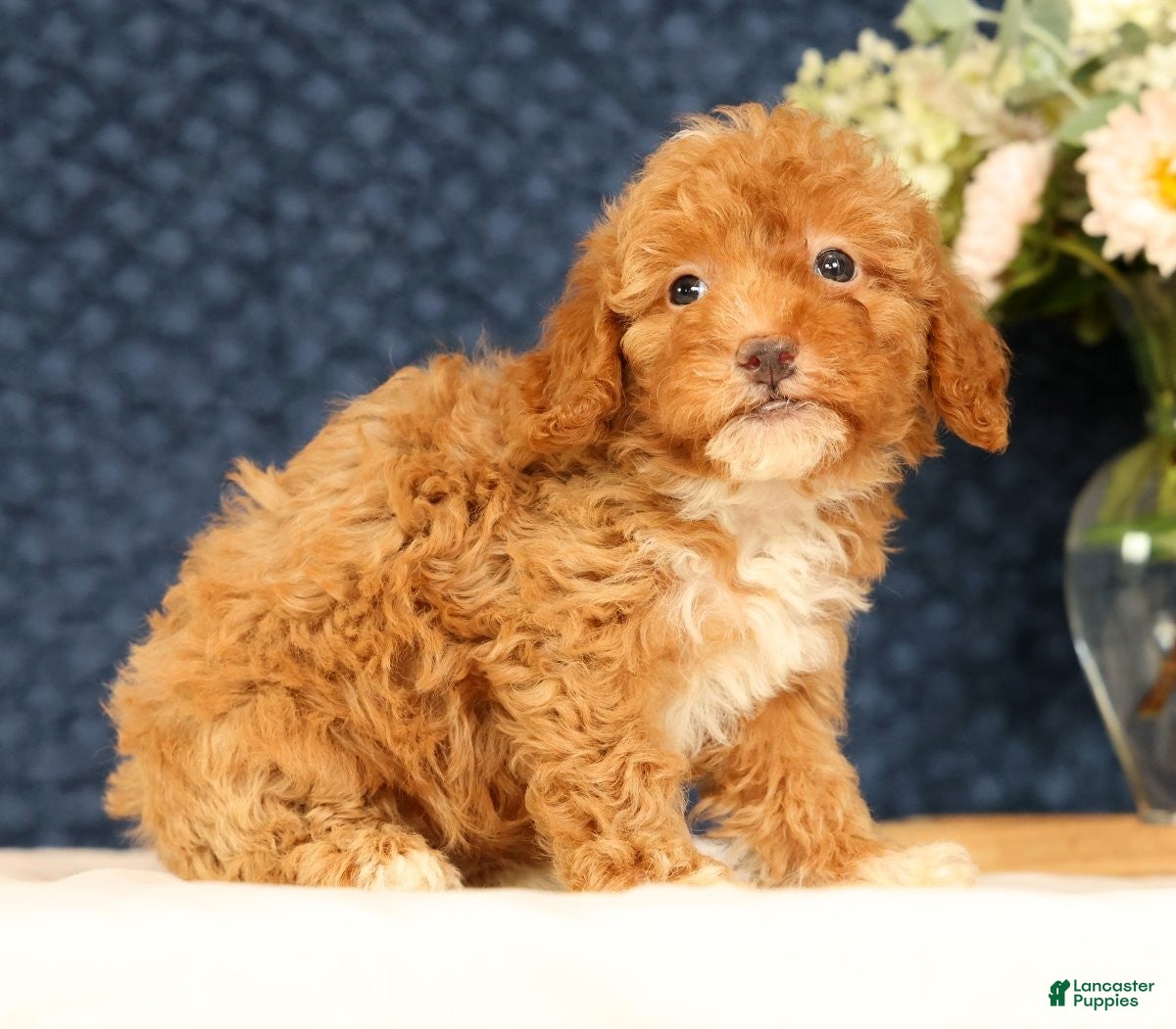 Havapoo dogs Haylee - Ad 2