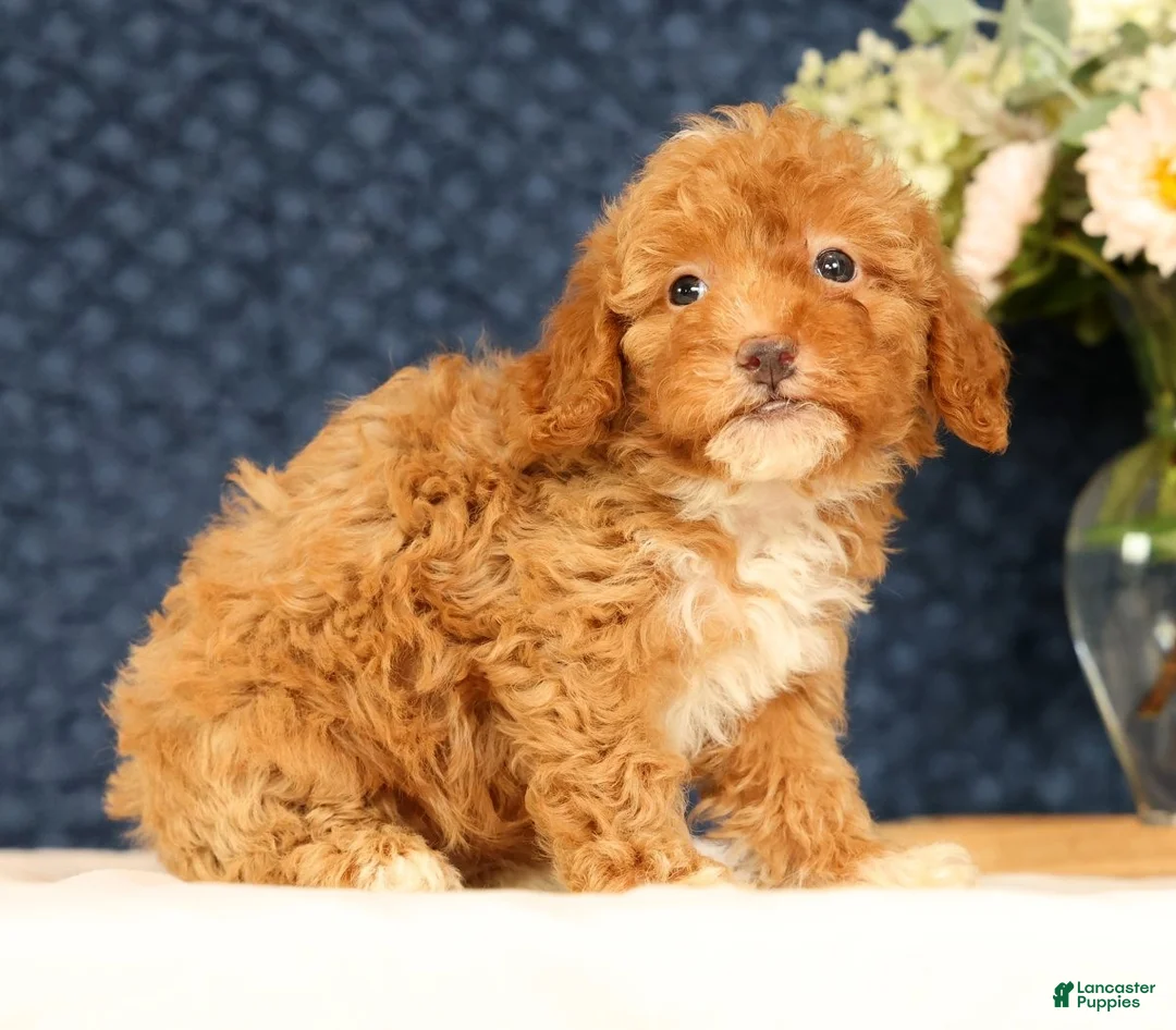 Havapoo dogs for sale: Haylee - Ad 2