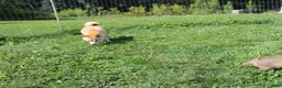 Shiba Inu dogs for sale: Beef - Ad 11