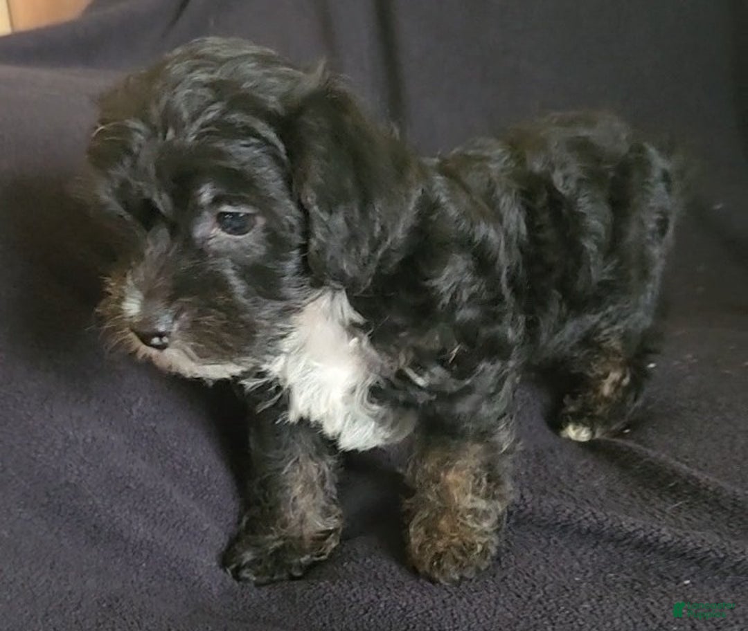 Yorkiepoo dogs for sale: Buster - Ad 8