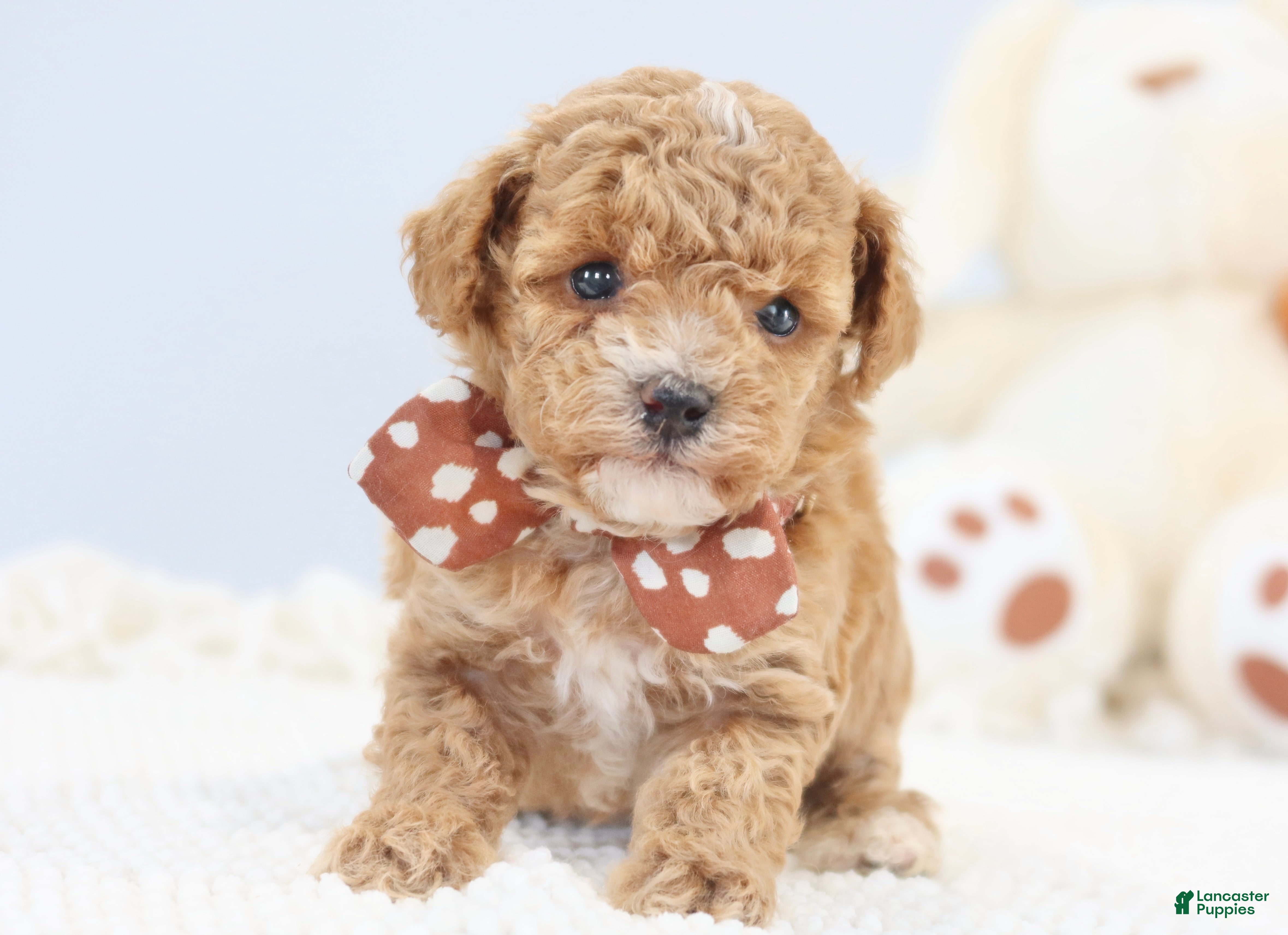Toy Poodle dogs Alex  - Ad 1