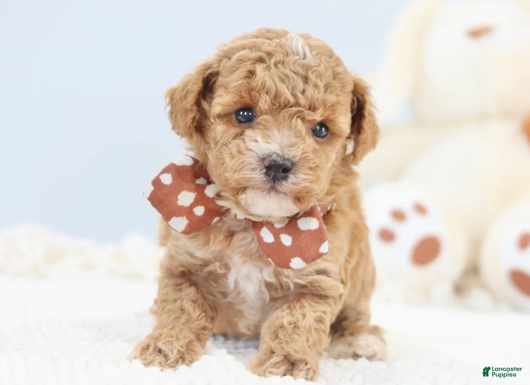 Toy Poodle dogs for sale: Alex  - Ad 1