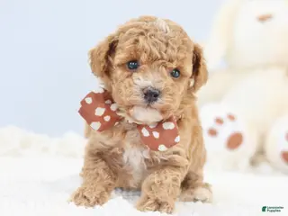Toy Poodle dogs for sale: Alex - Ad 2
