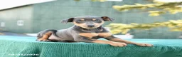 Miniature Pinscher dogs for sale: Lily - Ad 3