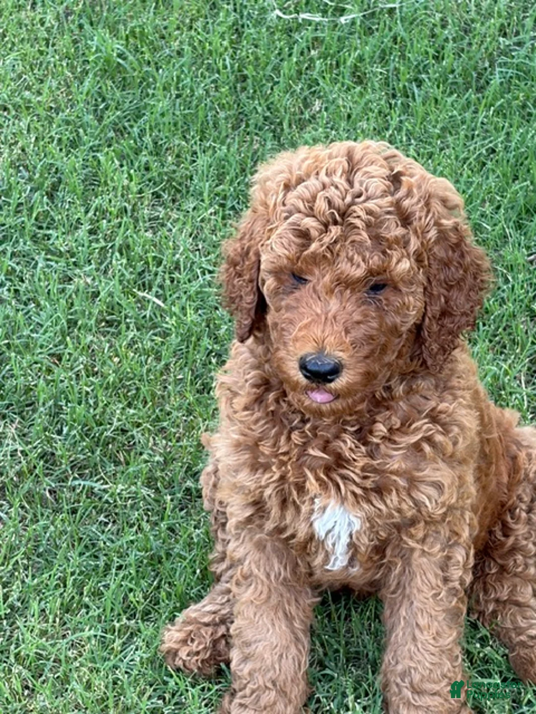 Standard Poodle dogs for sale: Puppy 1 - Ad 1