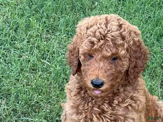 Standard Poodle dogs for sale: Puppy 1 - Ad 2