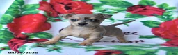Chihuahua dogs for sale: Cinnamon - Ad 4