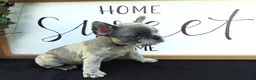 French Bulldog dogs for sale: Megan - Ad 4