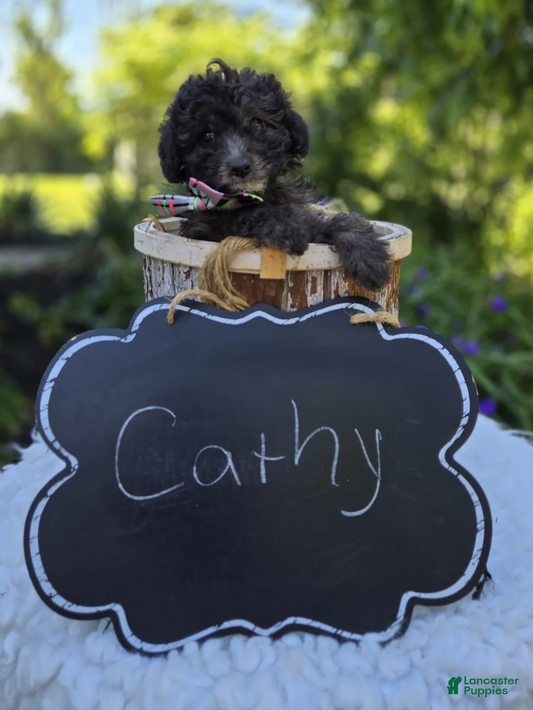Miniature Poodle dogs for sale: Cathy - Ad 4