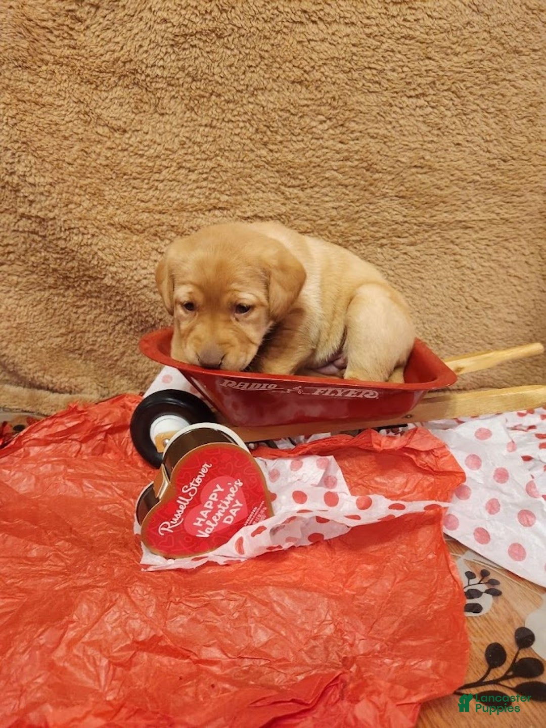 Labrador Retriever dogs for sale: Labrador Retriever Puppy 2 - Ad 3