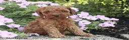 Miniature Poodle dogs for sale: Ranger - Ad 4