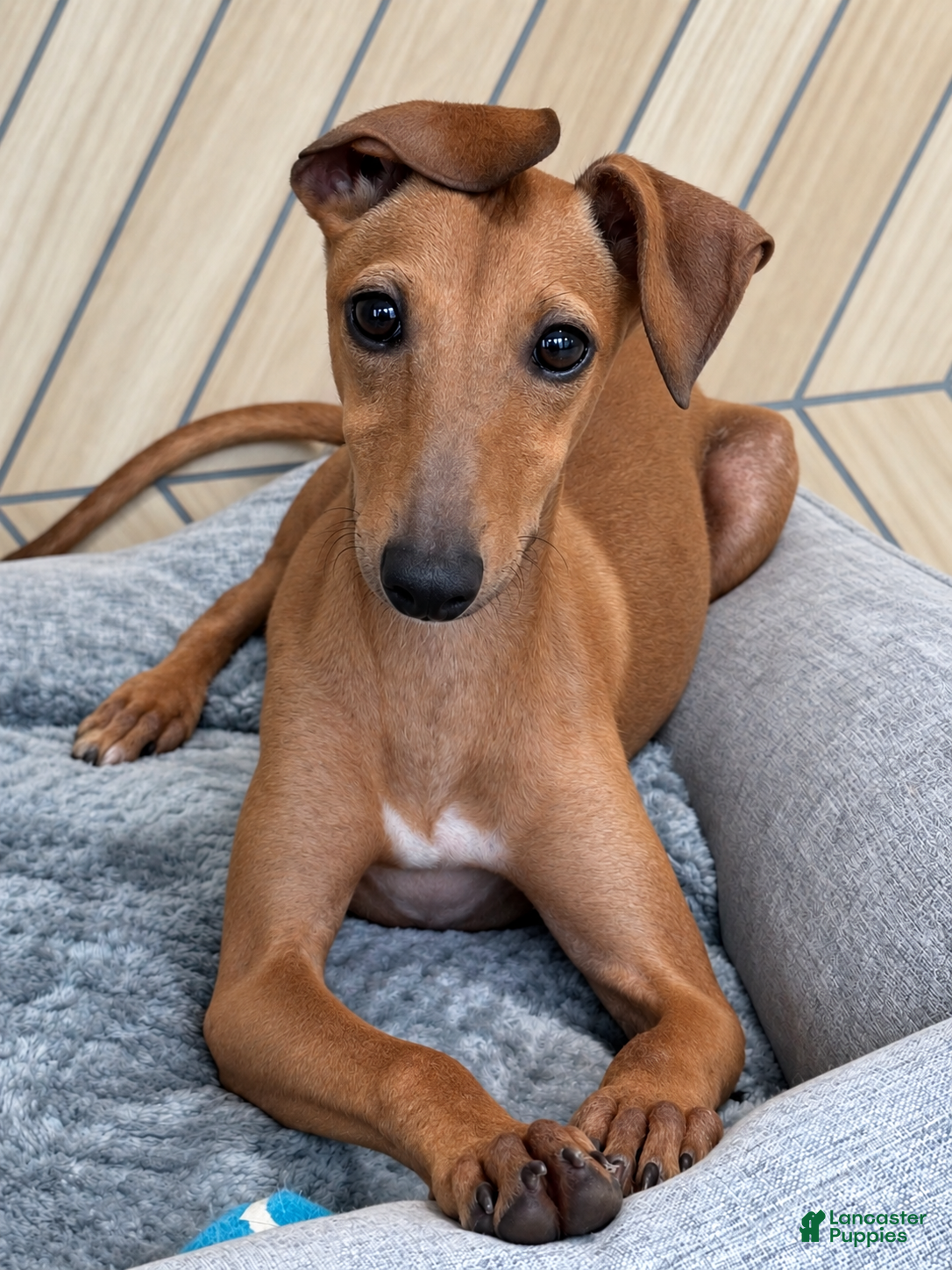 Italian Greyhound dogs for sale: Sandy - Ad 2