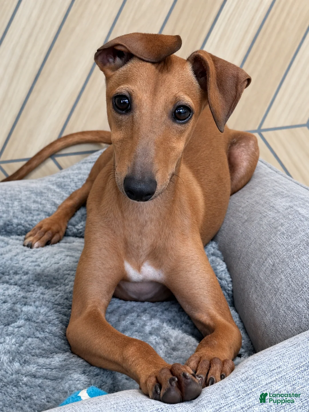 Italian Greyhound dogs for sale: Sandy - Ad 2
