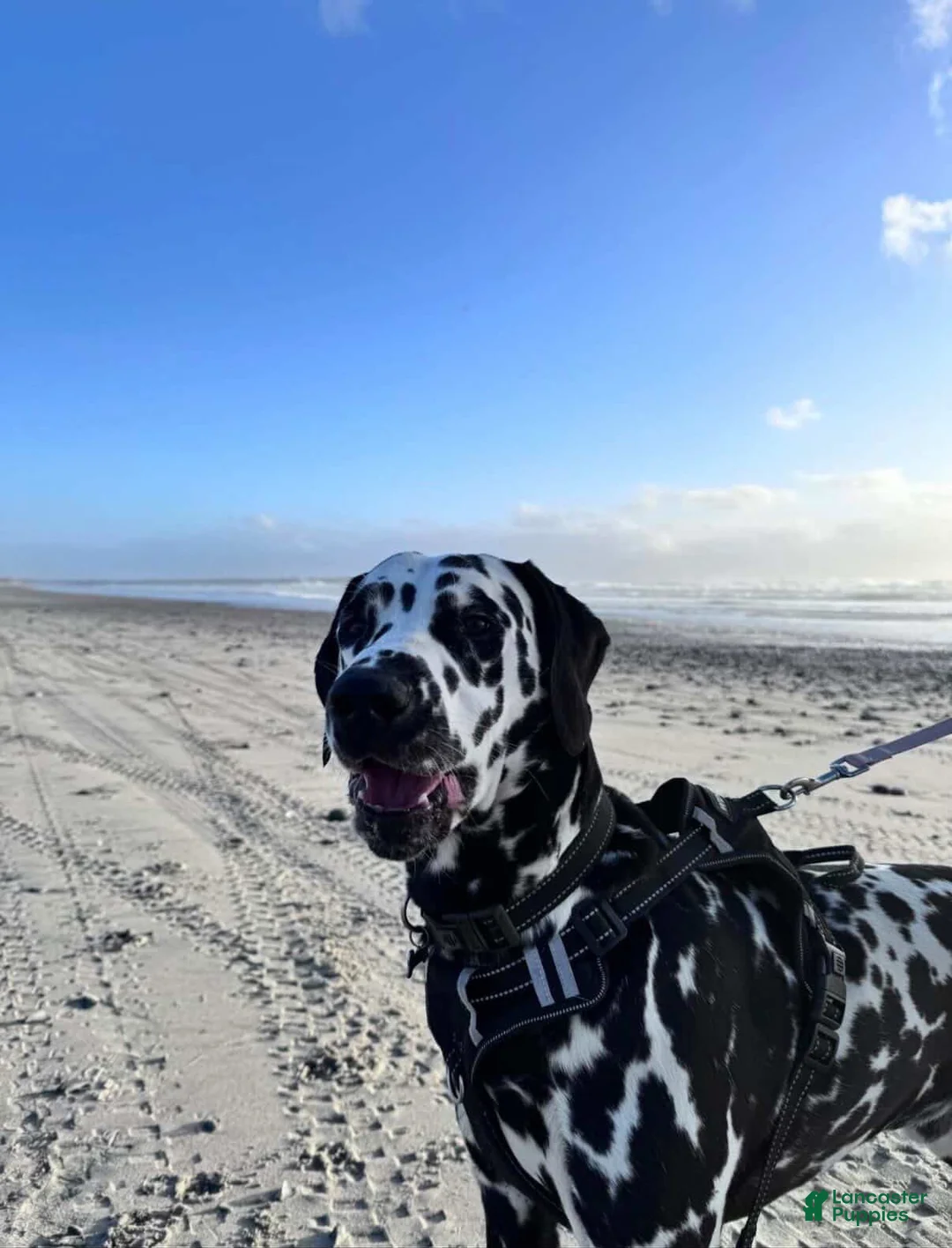 Dalmatian dogs for sale: Dalmatian 1 - Ad 3