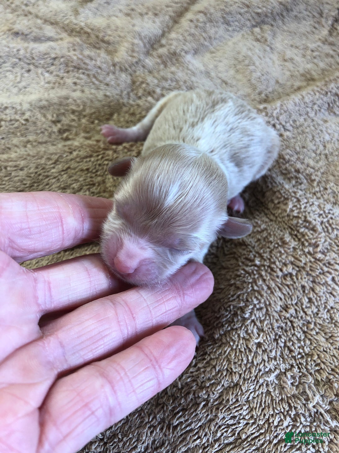 Maltipoo dogs for sale: Keiki - Ad 7