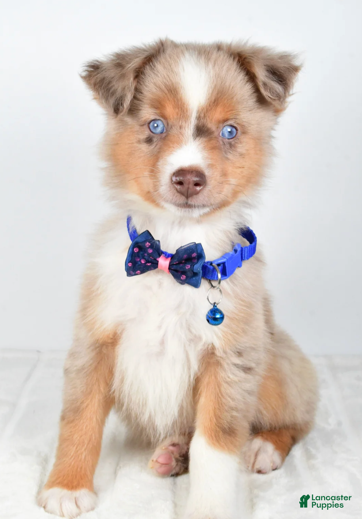 Miniature Australian Shepherd dogs Patrick - Ad 13
