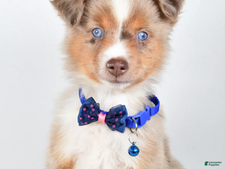 Miniature Australian Shepherd dogs Patrick - Ad 25
