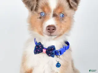 Miniature Australian Shepherd dogs Patrick - Ad 14