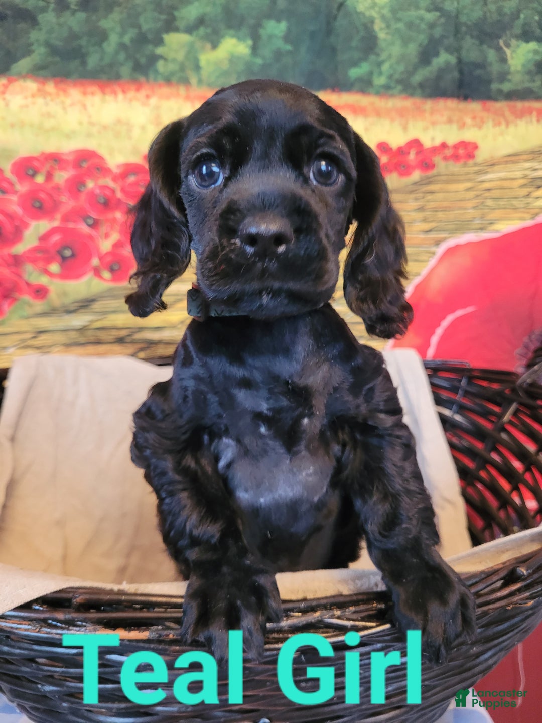 Cockapoo dogs for sale: Teal Girl  - Ad 6