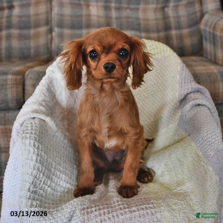 Cavalier King Charles Spaniel dogs Pansy - Ad 1