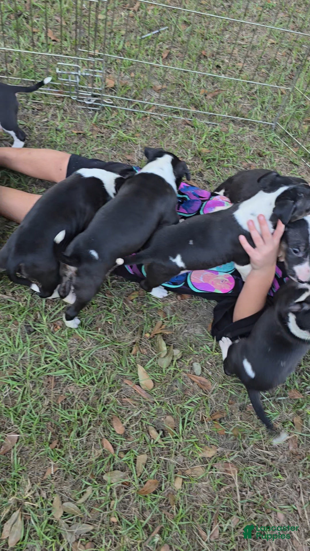 Bull Terrier