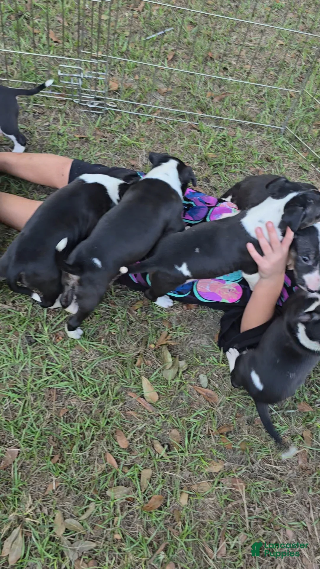 Bull Terrier dogs for sale: Bull Terrier 7 - Ad 1