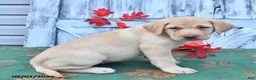 Labrador Retriever dogs for sale: Heather - Ad 2