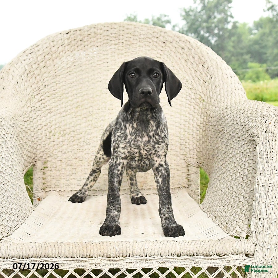 German Shorthaired Pointer dogs Dixie - Ad 1