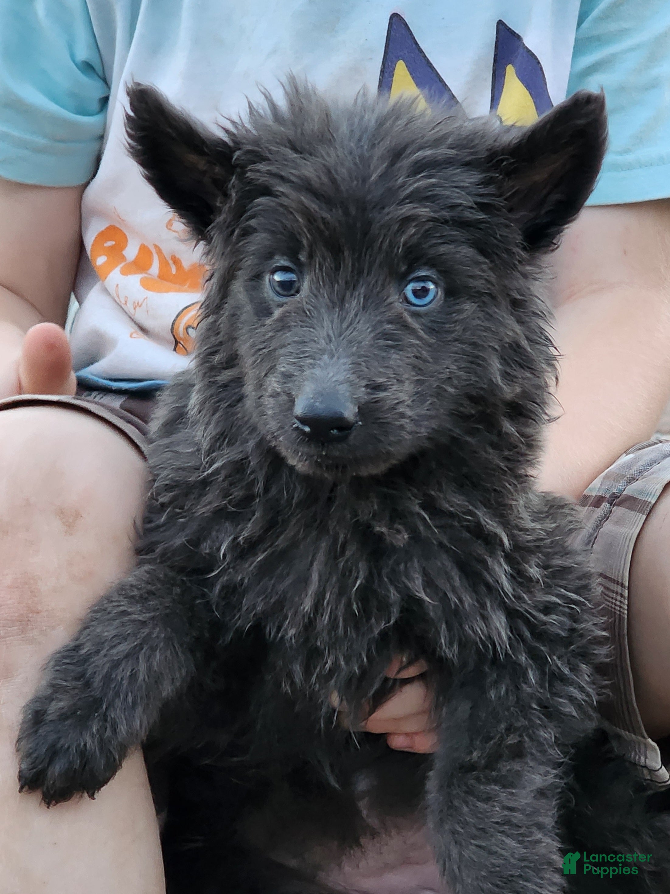 German Shepherd dogs Azure - Ad 16