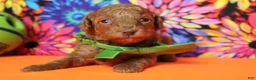 Mixed Breed dogs for sale: Tangelo - Ad 3