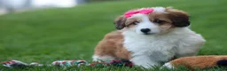 Corgipoo dogs for sale: NALA - Ad 10