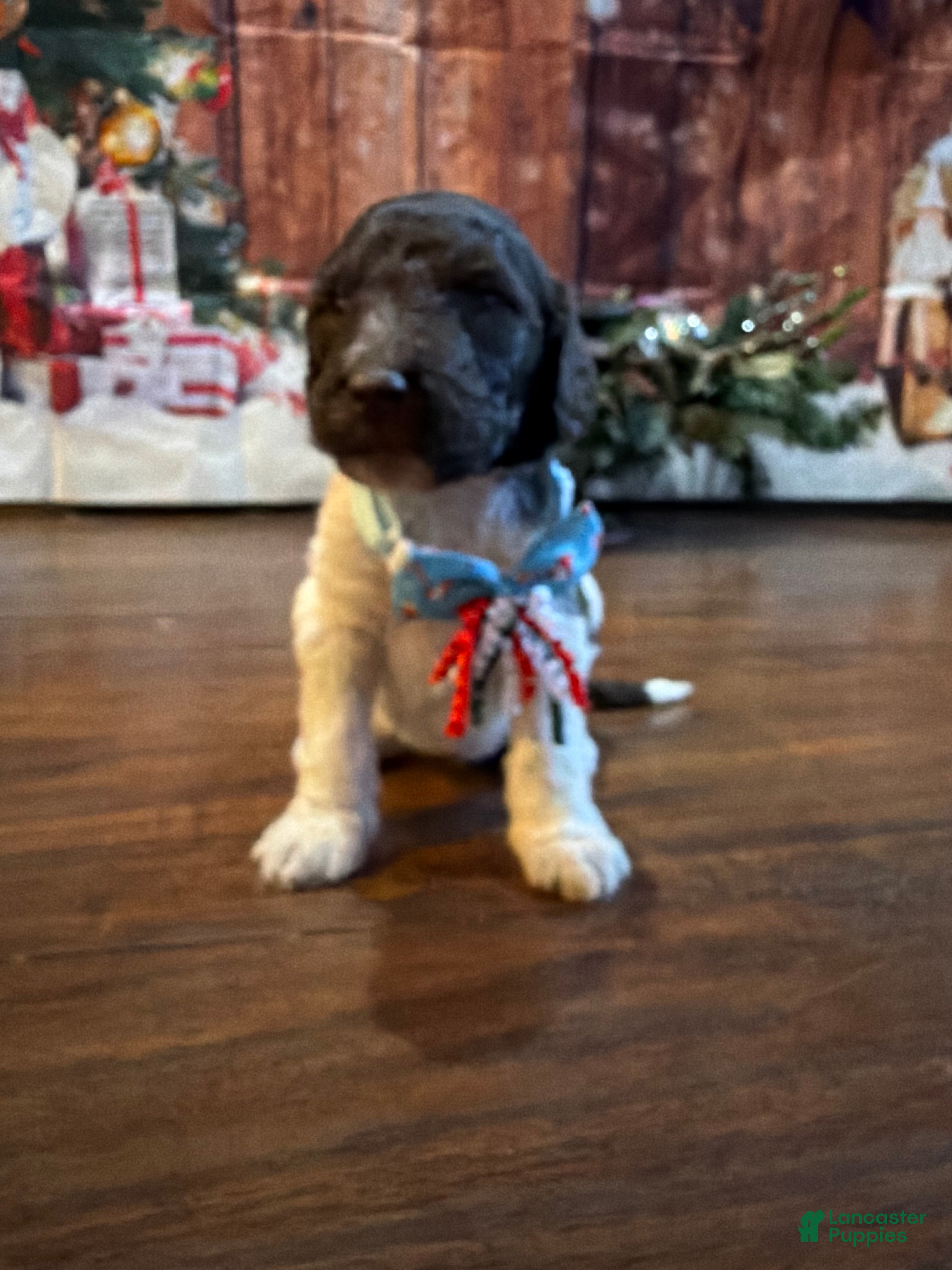Goldendoodle dogs Peppermint Mocha - Ad 2