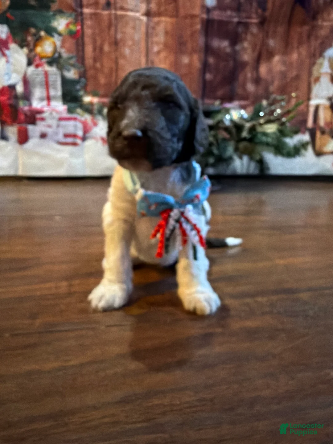 Goldendoodle dogs for sale: Peppermint Mocha - Ad 2