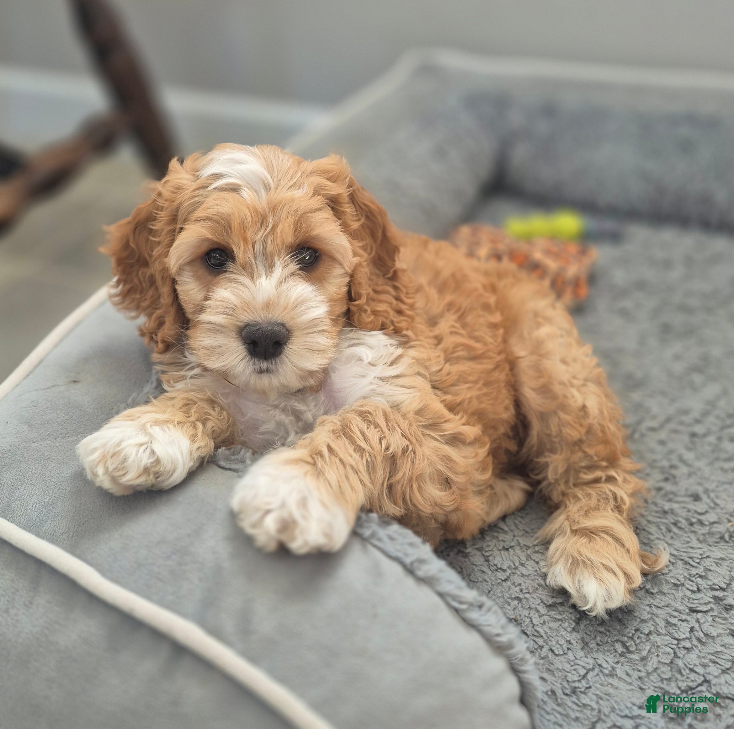 Cockapoo dogs Finley - Ad 1