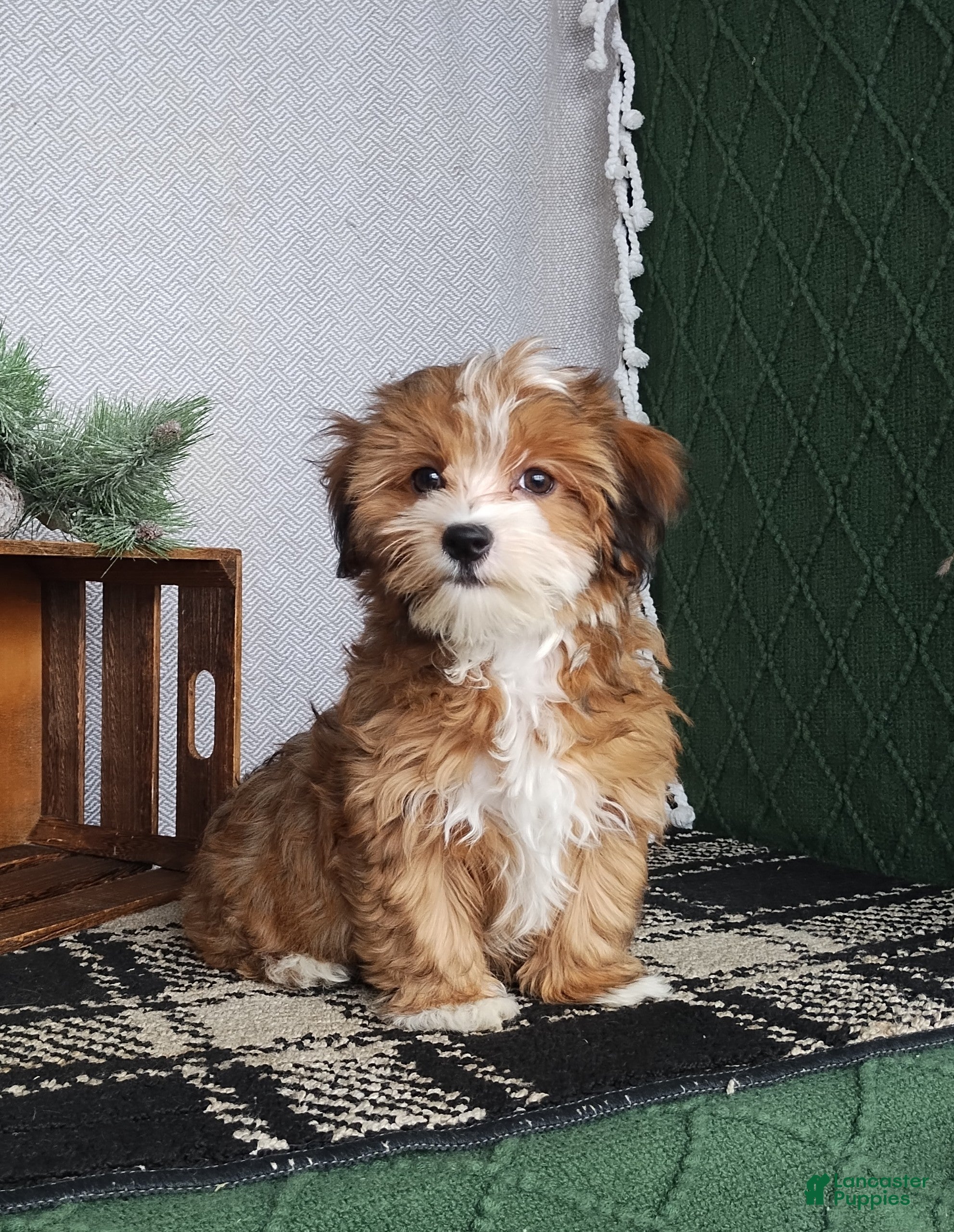 Havanese dogs Cammie - Ad 15