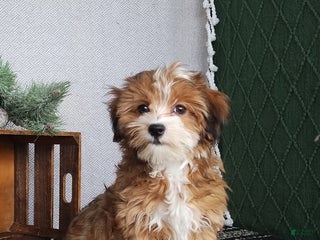 Havanese dogs Cammie - Ad 15
