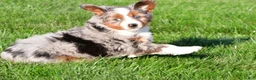 Miniature Australian Shepherd dogs for sale: Andre - Ad 4