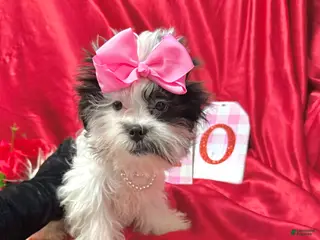 Shih Tzu dogs Joker - Ad 5