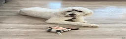 Goldendoodle dogs for sale: Goldendoodle Orange Puppy - Ad 6