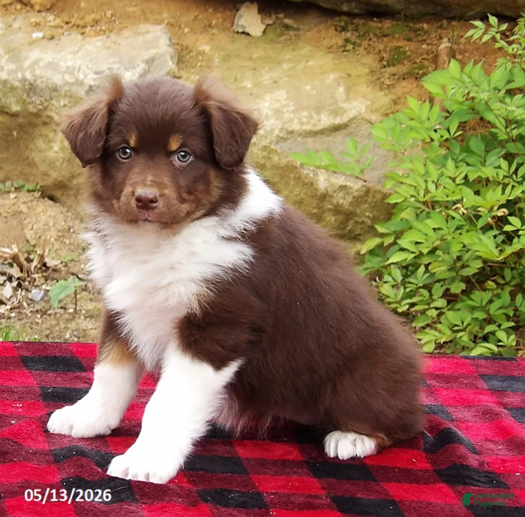 Australian Shepherd dogs for sale: Terra - Ad 1