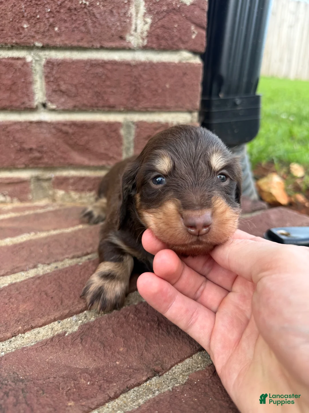 Miniature Dachshund dogs for sale: Ricky  - Ad 2
