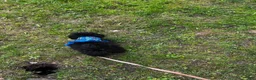 Miniature Poodle dogs for sale: Miniature Poodle Puppy 1 - Ad 4