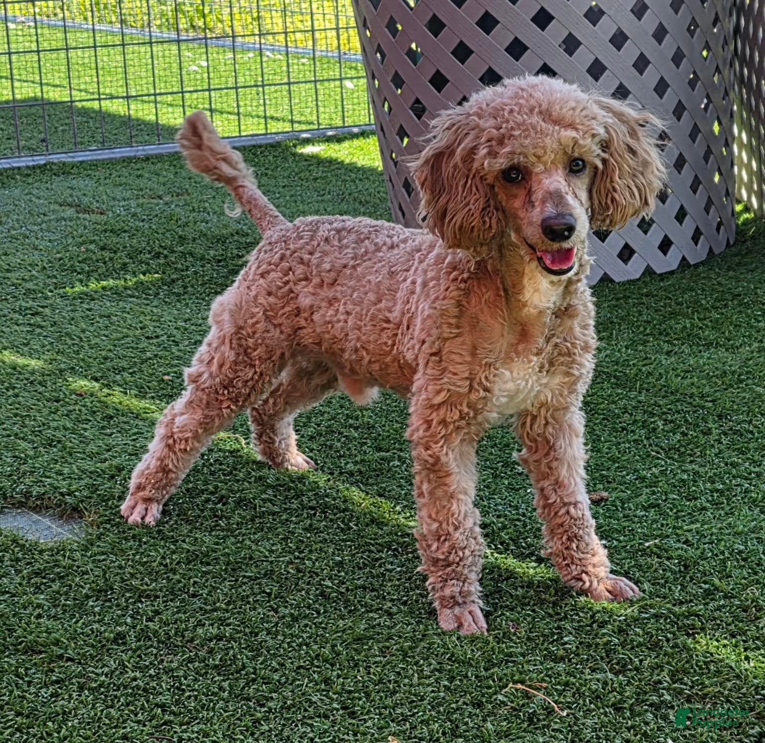 Miniature Poodle dogs Bobby - Ad 1