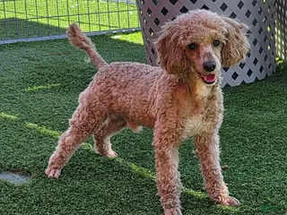 Miniature Poodle dogs for sale: Bobby - Ad 1