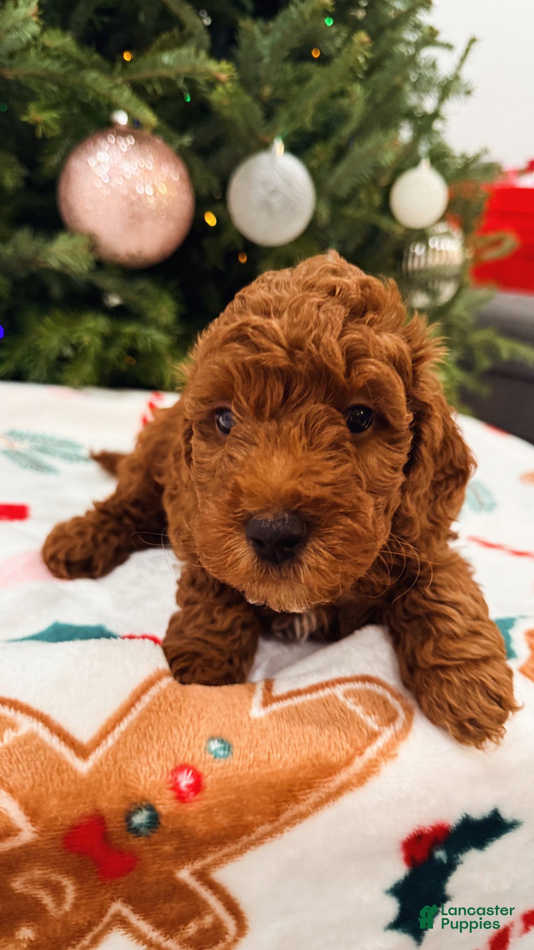 Mini Goldendoodle dogs for sale: Nashville - Ad 2