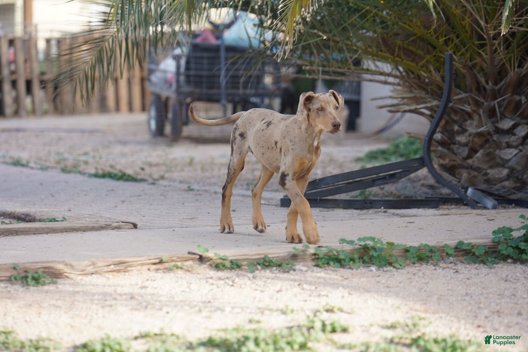 Mixed Breed dogs for sale: Lilac Fawn Merle F1 RT - Ad 14