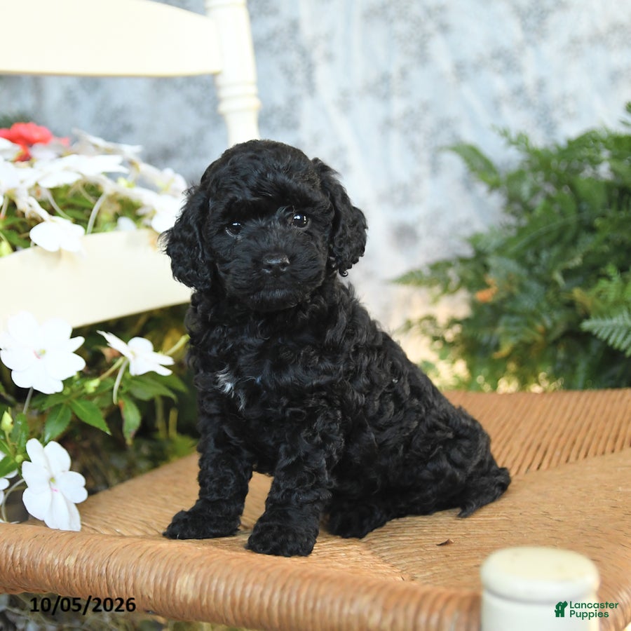 Havapoo dogs Ellie - Ad 2