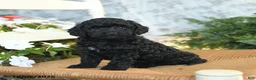 Havapoo dogs for sale: Ellie - Ad 2