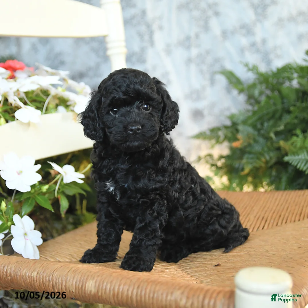 Havapoo dogs for sale: Ellie - Ad 2